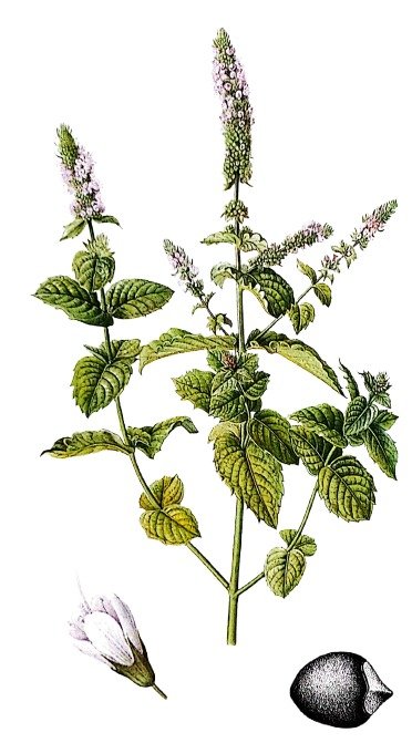Menthe crépue - Plante aux feuilles frisées et fleurs bleutées